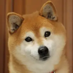 Adorable shiba inu con ojos curiosos. Sus opiniones sobre la vida son siempre positivas y llenas de alegría.