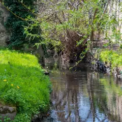 Un ruisseau serpente à travers une végétation luxuriante, avec des fleurs jaunes éparpillées dans l'herbe. Les rives sont bordées de pierres et de verdure, évoquant la beauté naturelle de la vallée de la Bièvre.