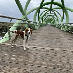 Perro marrón y blanco en el puente del anillo verde Zaragoza, con su estructura tubular verde y pasarela de madera.