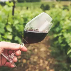 Dłoń trzyma kieliszek czerwonego wina na tle winnicy. Degustacja to jedna z wielu zalet picia wina.