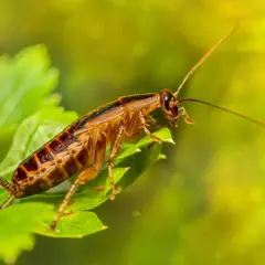 Una cucaracha sobre una hoja verde, con un fondo borroso y brillante. A veces, hasta los sueños más extraños, como soñar con cucarachas, pueden tener una belleza inesperada.