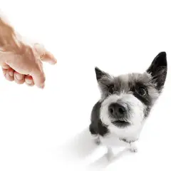 Jak wytresować psa żeby się słuchał i uniknąć frustracji