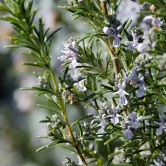 En nära bild av en rosmarin blomma med sina små, ljuslila blommor och gröna blad.