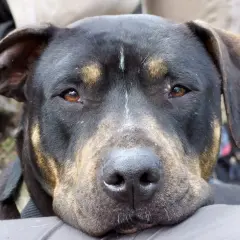 Primer plano de un perro de raza mixta con pelaje negro y marrón, con ojos ambarinos y una expresión tranquila. A pesar de su apariencia, no todos los perros son perros peligrosos.