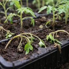 Siewki pomidorów zwiędnięte i pokładające się, objawy zgorzeli siewek.