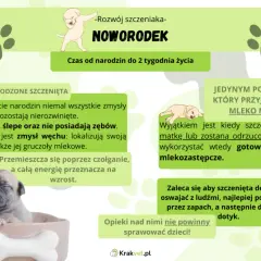 Kiedy oddzielić szczeniaka od matki? Optymalny wiek i skutki pośpiechu