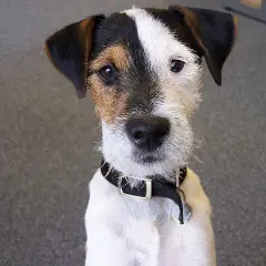 Tresura Jack Russell Terriera: Jak wychować posłusznego JRT?