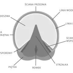 Schematyczny przekrój przez klodę konia z zaznaczonymi elementami: podeszwa, ściany, strzałka, rowek, piętka.
