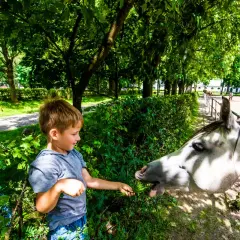 Chłopiec karmi konia trawą. Wspaniałe atrakcje dla dzieci lubelskie, gdzie można obcować ze zwierzętami.