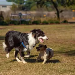 Dos perros jugando en el campo. Aprende como hacer que dos perros se lleven bien con estos consejos.