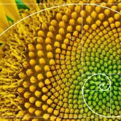 Zbliżenie na słonecznik, gdzie widoczna jest jego struktura nasion ułożonych w idealną **złotą spiralę**.