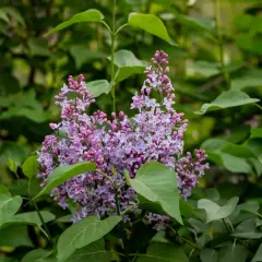 Grappes de fleurs de seringat violettes et roses, entourées de feuilles vertes. Idéal pour savoir quand tailler un seringat après la floraison.
