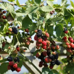 Reife und unreife Brombeeren hängen an einem Strauch. Ein schöner Anblick, der Lust auf Brombeeren pflanzen macht.