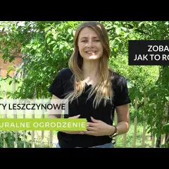 Jak zrobić płot leszczynowy – prosty sposób na piękne ogrodzenie