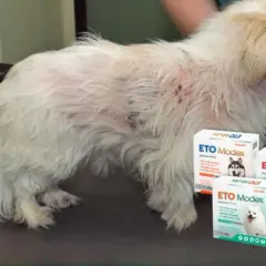 Perro con sarna, mostrando el tratamiento ETO Modex. Su pelaje está afectado, pero las cajas del producto sugieren esperanza.