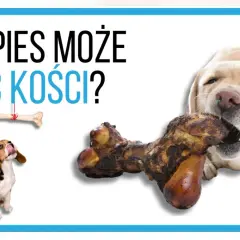 Labrador gryzie kość, a beagle patrzy na wiszącą kość. Czy pies może jeść kości?