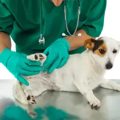 Vétérinaire examinant la patte d'un chien, possiblement pour un problème de ligament croisé.