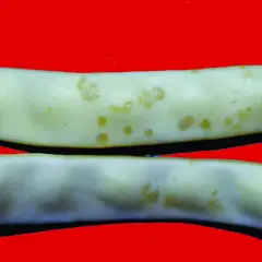 Fagiolini bianchi con macchie giallastre, indicative di malattie del fagiolo. Immagini per diagnosi.