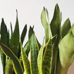 Un gruppo di piante di sanseveria con foglie verdi e gialle che si ergono verso l'alto.