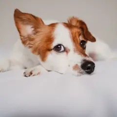 Un perro Jack Russell descansa en una cama blanca. Si te preocupa si puedo contagiar a mi perro de covid, la respuesta es que es muy poco probable.