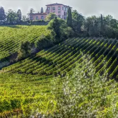 Grüne Weinberge erstrecken sich über Hügel in Bolgheri, Toskana, mit einem rosafarbenen Landhaus im Hintergrund.
