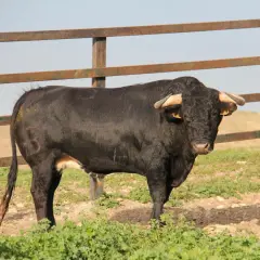 Toro negro con cuernos, símbolo de las ganaderías en Cádiz, pastando en un campo verde.