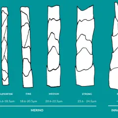 Porównanie grubości włókien wełny: ultrafine, superfine, fine, medium, strong (merino) i broad (inna wełna). Dowiedz się, jaka wełna nie gryzie – im cieńsza, tym delikatniejsza.