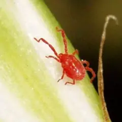 Bichos parecidos a las pulgas: identifica y evita infestaciones dañinas