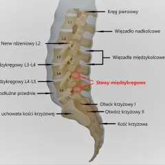 Anatomia kręgosłupa z zaznaczonymi strukturami, w tym stawami międzykręgowymi, które mogą być dotknięte przez lordozę lędźwiową.