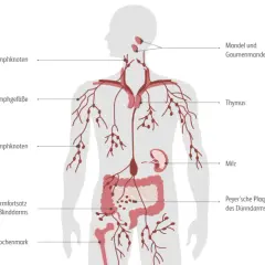 Schema des menschlichen Lymphsystems. Informationen zur Hodgkin Lymphom Prognose sind hier nicht direkt ersichtlich, aber das Lymphsystem ist zentral für die Krankheit.