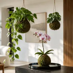 Kokedama: tre sfere di muschio con piante appese, una con orchidea rosa. Un'idea per arredare con stile.