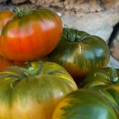 Unos tomates de aspecto delicioso, con tonos verdes y rojizos, listos para ser el mejor tomate del mundo en tu ensalada.