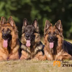 Trzy owczarki niemieckie leżą na trawie. Szukasz imienia dla owczarka niemieckiego?
