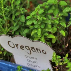 Zielone, aromatyczne liście dzikiego oregano w doniczce. Idealne do pizzy, sosów i sałatek.