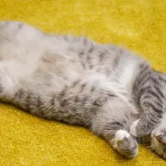 ¿A los gatos les gusta que les toquen la panza? Lo que debes saber