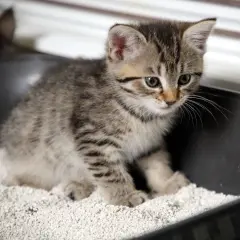 Ein kleines Kätzchen lernt, stubenrein zu werden, und sitzt neugierig in seiner Katzentoilette.