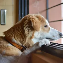 Perro con collar naranja mira por la ventana, quizás pensando en el reflujo en perros.