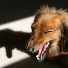 Un perro salchicha marrón bosteza con los ojos cerrados, su sombra proyectada en la pared. Parece que tiene tos de perro.