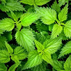Primo piano di foglie verdi e dentellate di ortica velenosa, una pianta nota per il suo potere urticante.