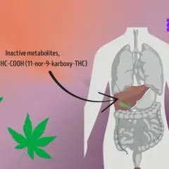 Grafik zeigt, wie lange CBD im Körper bleibt. THC-Metaboliten werden in der Leber verarbeitet.