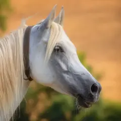 Piękny koń czystej krwi arabskiej z długą, jasną grzywą i ciemną obrożą.