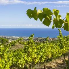 Vignoble catalan baigné de soleil, avec la mer Méditerranée en toile de fond. Des rangées de vignes verdoyantes s'étendent sur la colline.