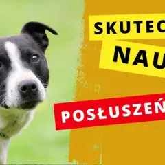 Jak wytresować psa w domu - skuteczne metody na posłuszeństwo