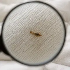 Wsza widoczna pod lupą na białym materiale.