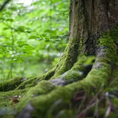 Korzenie drzewa pokryte mchem w zielonym lesie.