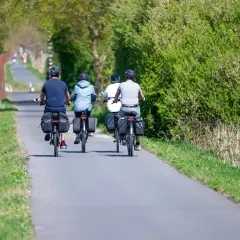 Four cyclists enjoy a scenic path, perfect for Belgium cycling tours. Lush green trees line the route.