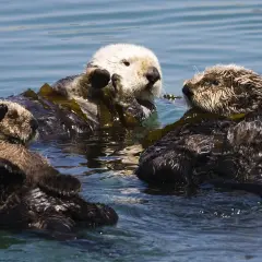 Drei Seeotter treiben auf Seetang. So leben Otter im Meer, oft in Küstennähe.