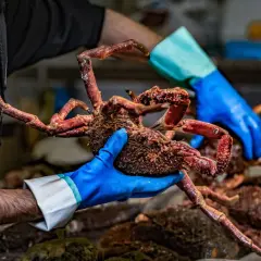 Manos enguantadas muestran un cangrejo de **pescado salvaje** recién capturado, con sus patas rojas extendidas.