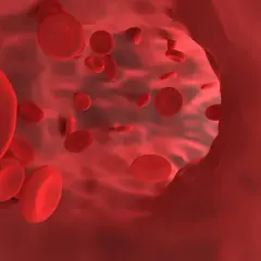 Czerwone krwinki płynące w naczyniu. Wyobraź sobie, jak fibryna bogatopłytkowa wspiera ich podróż.