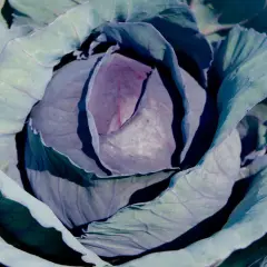 Nahaufnahme eines Rotkohls im Garten. Die Blätter sind in verschiedenen Violett- und Grüntönen gefärbt.